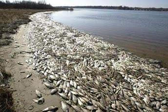Fish poisoned by industrial chemicals in the South China Seas